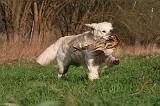 GOLDEN RETRIEVER 1010